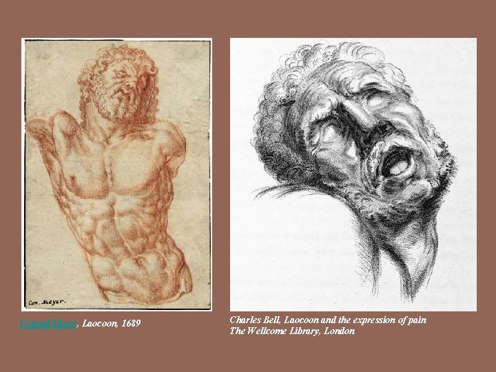 Conrad Meyer, Laocoon, 1689 Charles Bell, Laocoon and the expression of pain The Wellcome