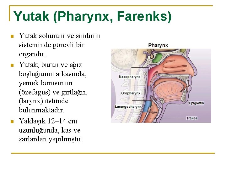 Yutak (Pharynx, Farenks) n n n Yutak solunum ve sindirim sisteminde görevli bir organdır.