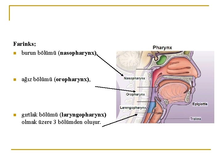 Farinks; n burun bölümü (nasopharynx), n ağız bölümü (oropharynx), n gırtlak bölümü (laryngopharynx) olmak