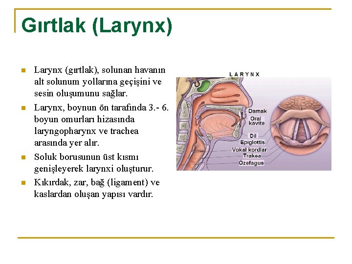 Gırtlak (Larynx) n n Larynx (gırtlak), solunan havanın alt solunum yollarına geçişini ve sesin