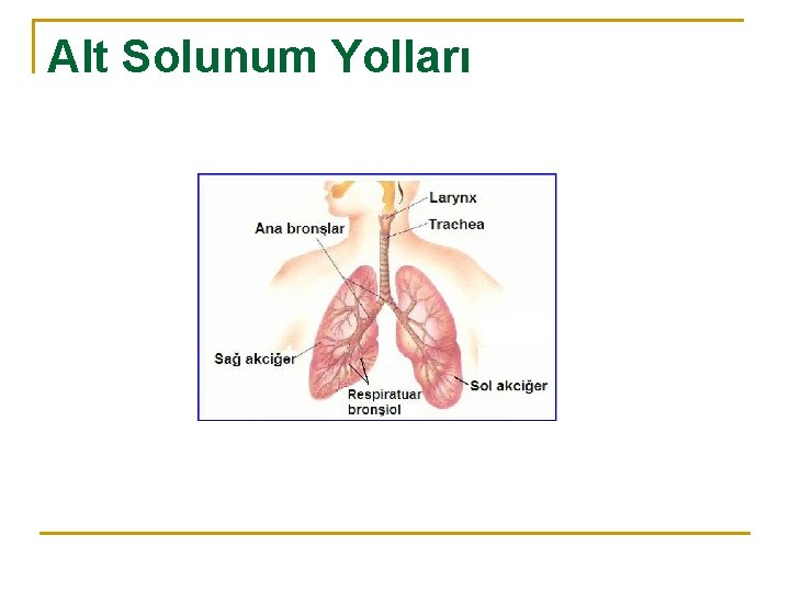 Alt Solunum Yolları 