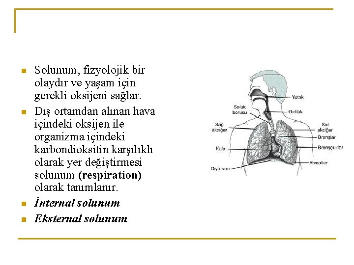 n n Solunum, fizyolojik bir olaydır ve yaşam için gerekli oksijeni sağlar. Dış ortamdan