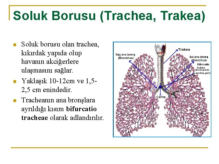 Soluk Borusu (Trachea, Trakea) n n n Soluk borusu olan trachea, kıkırdak yapıda olup