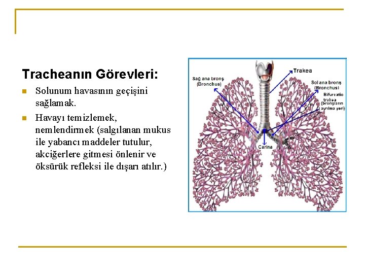 Tracheanın Görevleri: n n Solunum havasının geçişini sağlamak. Havayı temizlemek, nemlendirmek (salgılanan mukus ile