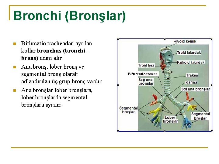 Bronchi (Bronşlar) n n n Bifurcatio tracheadan ayrılan kollar bronchus (bronchi – bronş) adını