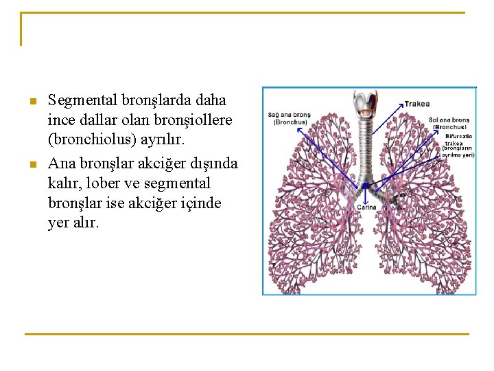 n n Segmental bronşlarda daha ince dallar olan bronşiollere (bronchiolus) ayrılır. Ana bronşlar akciğer
