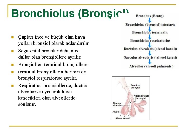 Bronchiolus (Bronşiol) n n n Çapları ince ve küçük olan hava yolları bronşiol olarak