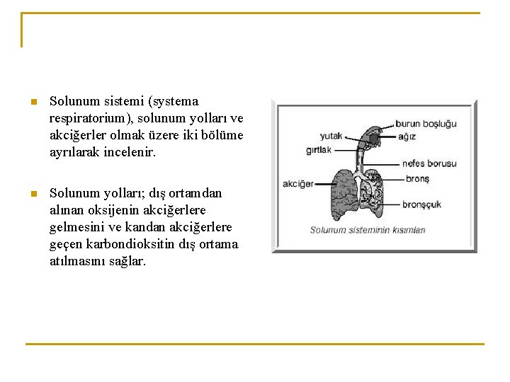 n Solunum sistemi (systema respiratorium), solunum yolları ve akciğerler olmak üzere iki bölüme ayrılarak