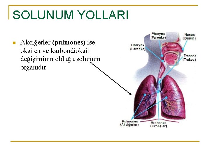 SOLUNUM YOLLARI n Akciğerler (pulmones) ise oksijen ve karbondioksit değişiminin olduğu solunum organıdır. 