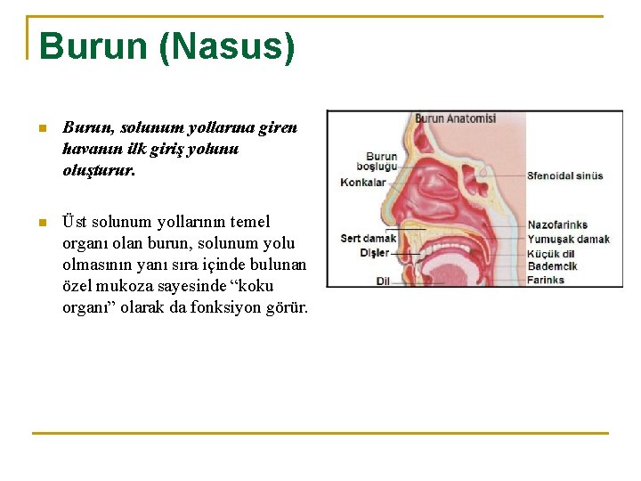 Burun (Nasus) n Burun, solunum yollarına giren havanın ilk giriş yolunu oluşturur. n Üst