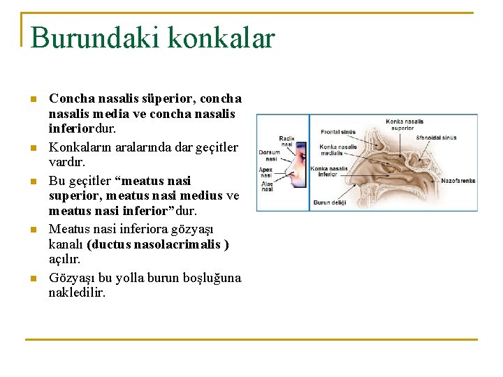 Burundaki konkalar n n n Concha nasalis süperior, concha nasalis media ve concha nasalis