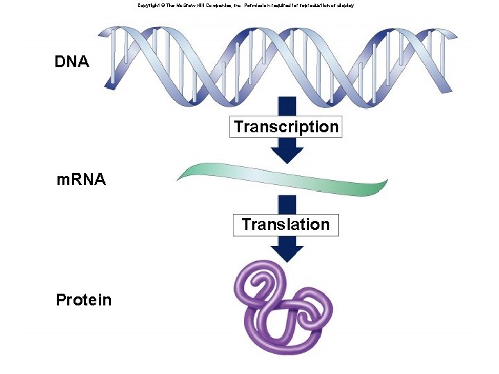 Copyright © The Mc. Graw-Hill Companies, Inc. Permission required for reproduction or display. DNA