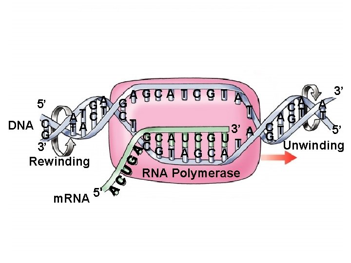 Copyright © The Mc. Graw-Hill Companies, Inc. Permission required for reproduction or display. 5’