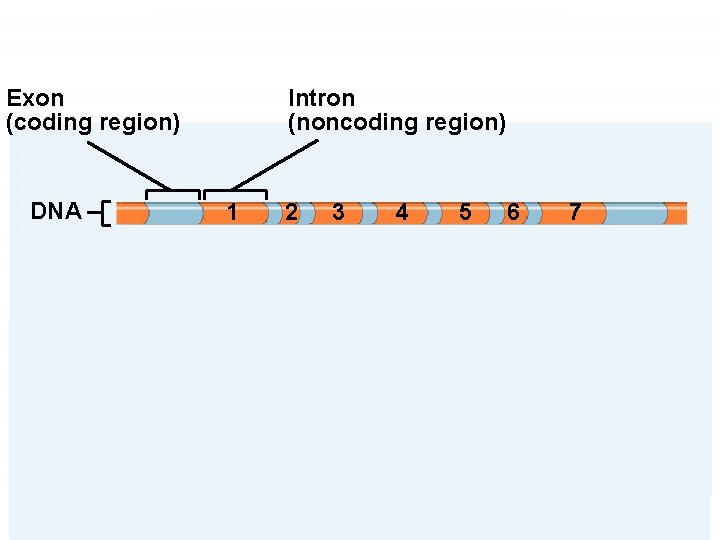 Exon (coding region) DNA Intron (noncoding region) 1 2 3 4 5 6 Transcription