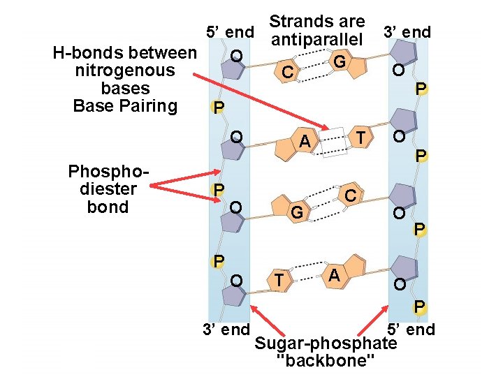 Strands are 5’ end antiparallel H-bonds between O G nitrogenous C bases Base Pairing