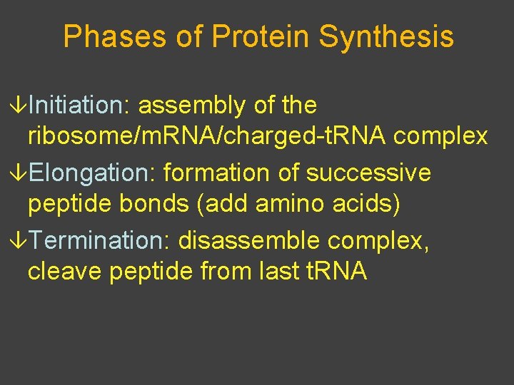 Phases of Protein Synthesis âInitiation: assembly of the ribosome/m. RNA/charged-t. RNA complex âElongation: formation