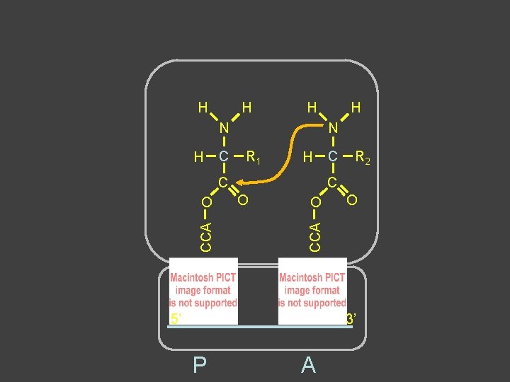 H H H N H C N R 1 H C C R 2