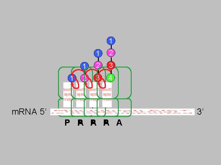 1 1 1 2 3 2 3 4 m. RNA 5’ 3’ A P