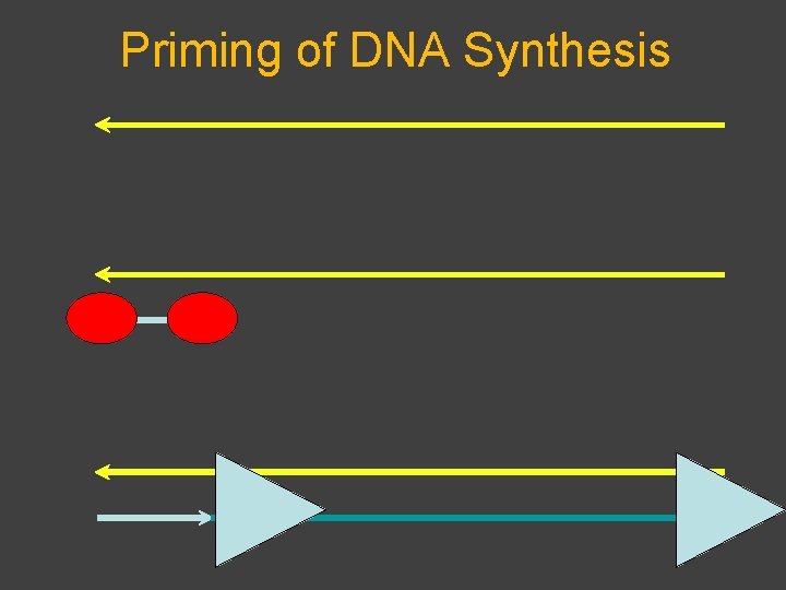 Priming of DNA Synthesis 