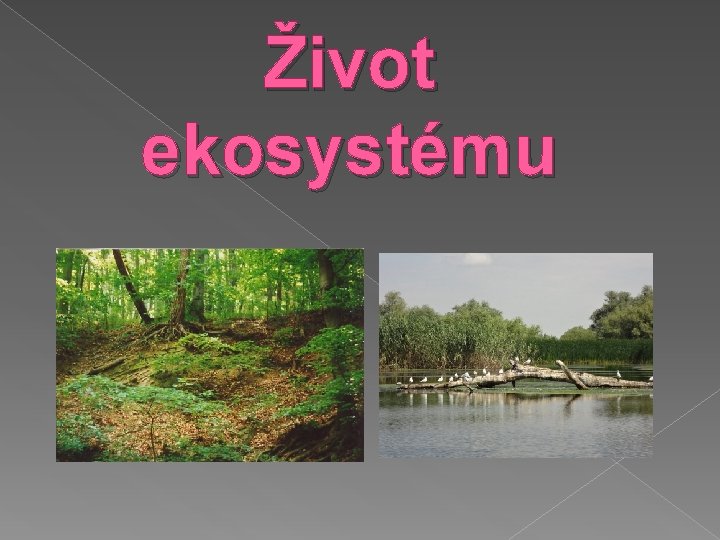 Život ekosystému 