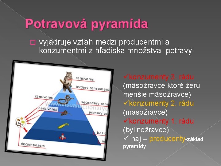 Potravová pyramída � vyjadruje vzťah medzi producentmi a konzumentmi z hľadiska množstva potravy ükonzumenty