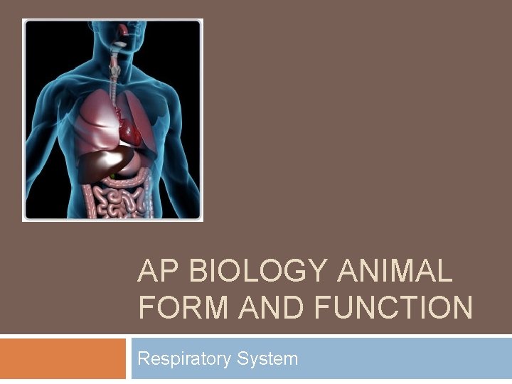 AP BIOLOGY ANIMAL FORM AND FUNCTION Respiratory System 