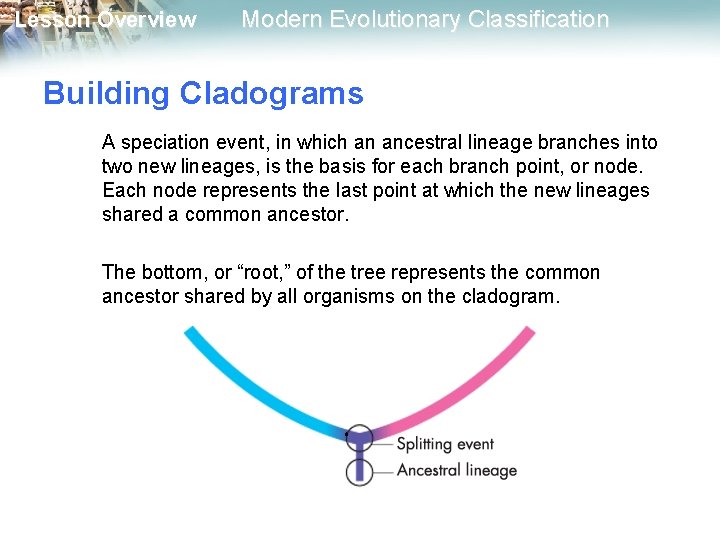 Lesson Overview Modern Evolutionary Classification Building Cladograms A speciation event, in which an ancestral