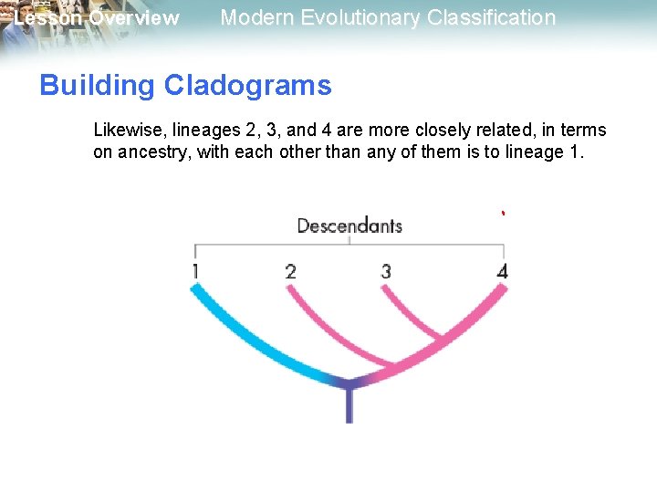 Lesson Overview Modern Evolutionary Classification Building Cladograms Likewise, lineages 2, 3, and 4 are