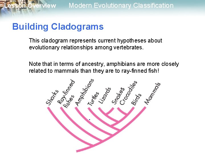 Lesson Overview Modern Evolutionary Classification Building Cladograms This cladogram represents current hypotheses about evolutionary