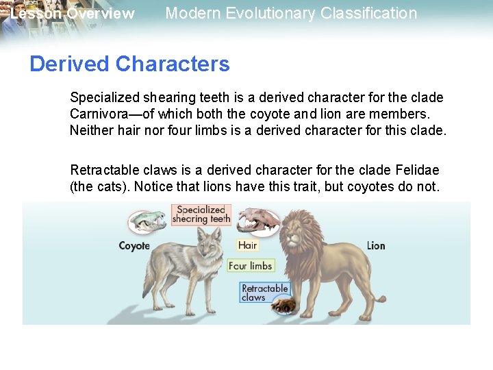 Lesson Overview Modern Evolutionary Classification Derived Characters Specialized shearing teeth is a derived character