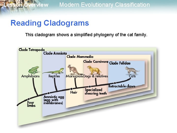 Lesson Overview Modern Evolutionary Classification Reading Cladograms This cladogram shows a simplified phylogeny of