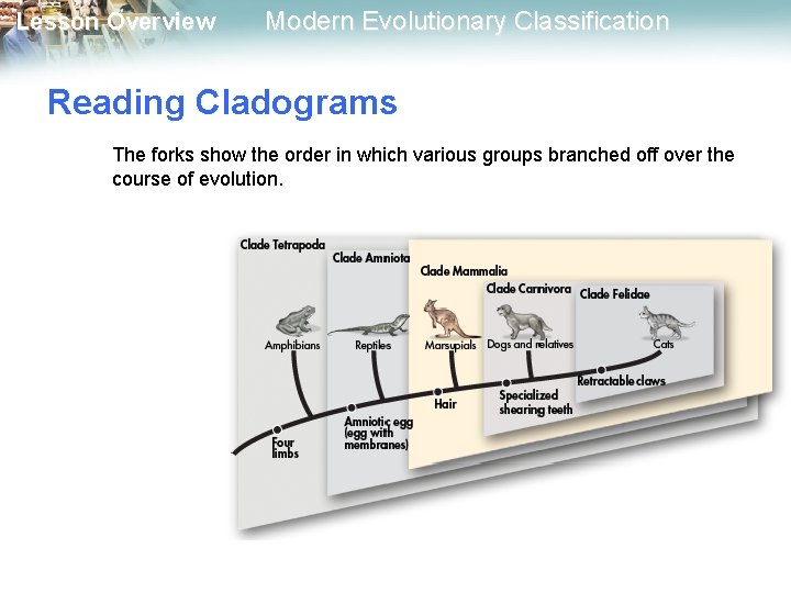 Lesson Overview Modern Evolutionary Classification Reading Cladograms The forks show the order in which