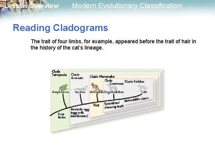 Lesson Overview Modern Evolutionary Classification Reading Cladograms The trait of four limbs, for example,