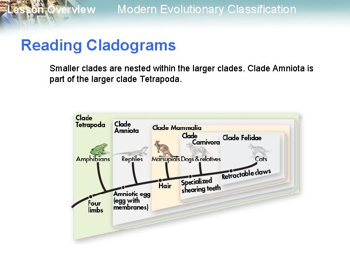 Lesson Overview Modern Evolutionary Classification Reading Cladograms Smaller clades are nested within the larger