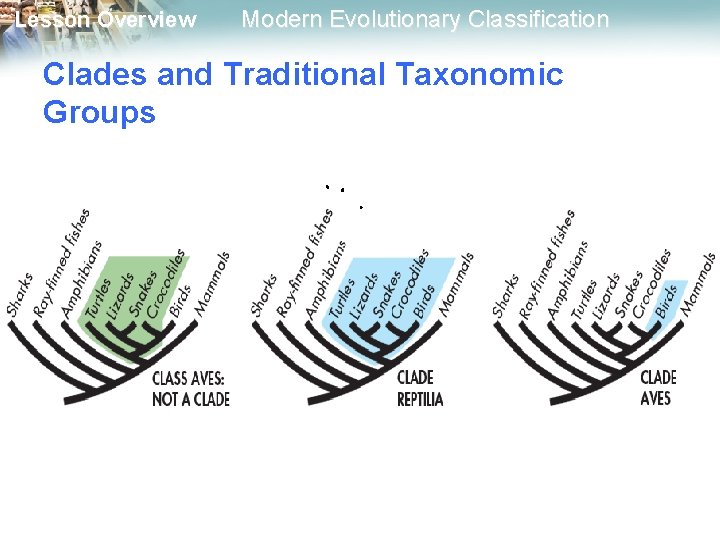 Lesson Overview Modern Evolutionary Classification Clades and Traditional Taxonomic Groups 