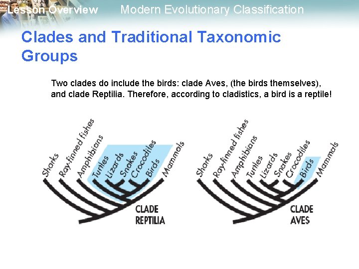 Lesson Overview Modern Evolutionary Classification Clades and Traditional Taxonomic Groups Two clades do include