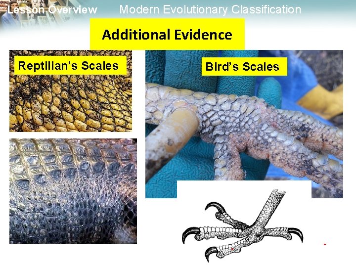 Modern Evolutionary Classification Lesson Overview Additional Evidence Reptilian’s Scales Bird’s Scales 