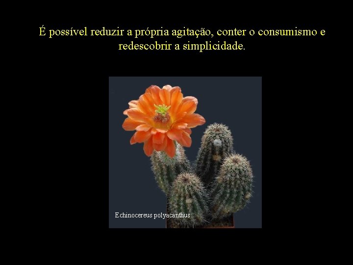 É possível reduzir a própria agitação, conter o consumismo e redescobrir a simplicidade. Echinocereus