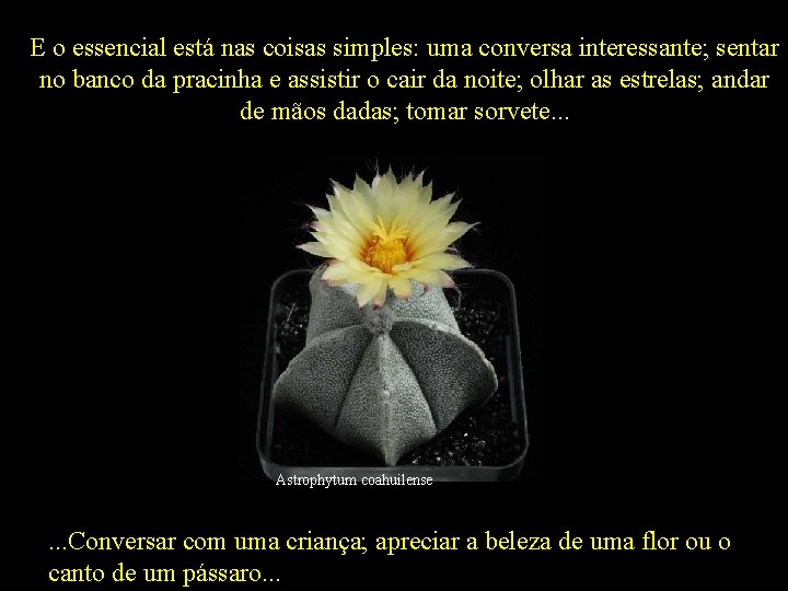 E o essencial está nas coisas simples: uma conversa interessante; sentar no banco da