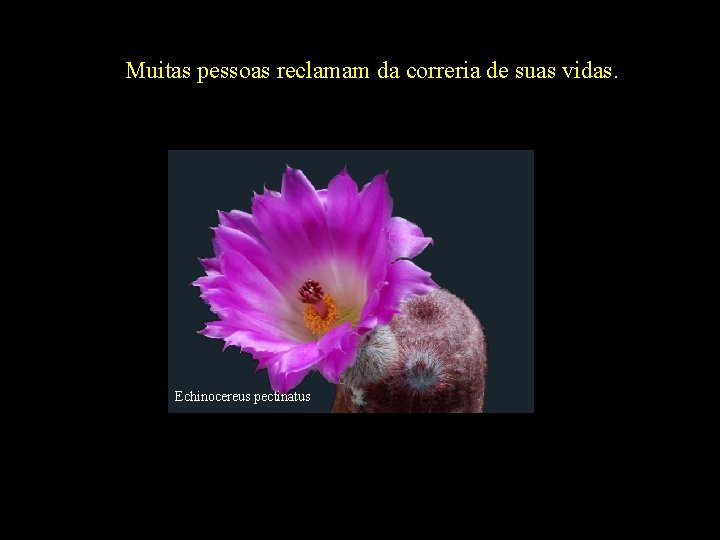 Muitas pessoas reclamam da correria de suas vidas. Echinocereus pectinatus 