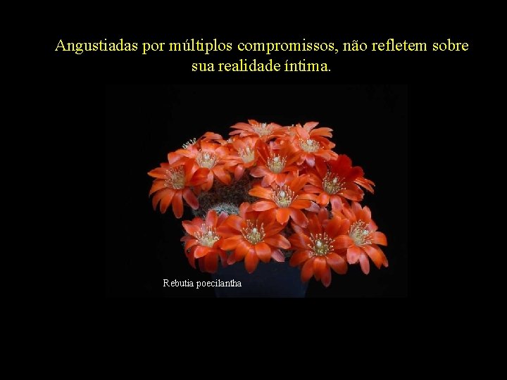 Angustiadas por múltiplos compromissos, não refletem sobre sua realidade íntima. Rebutia poecilantha 