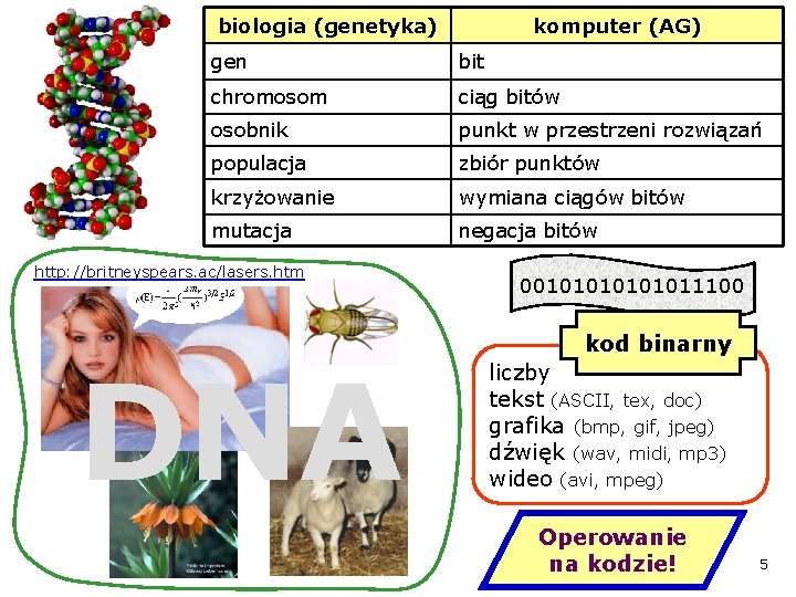 biologia (genetyka) komputer (AG) gen bit chromosom ciąg bitów osobnik punkt w przestrzeni rozwiązań