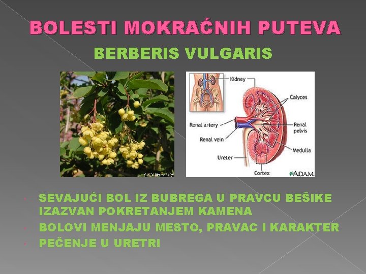 BOLESTI MOKRAĆNIH PUTEVA BERBERIS VULGARIS SEVAJUĆI BOL IZ BUBREGA U PRAVCU BEŠIKE IZAZVAN POKRETANJEM