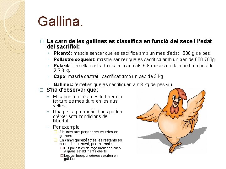 Gallina. � La carn de les gallines es classifica en funció del sexe i