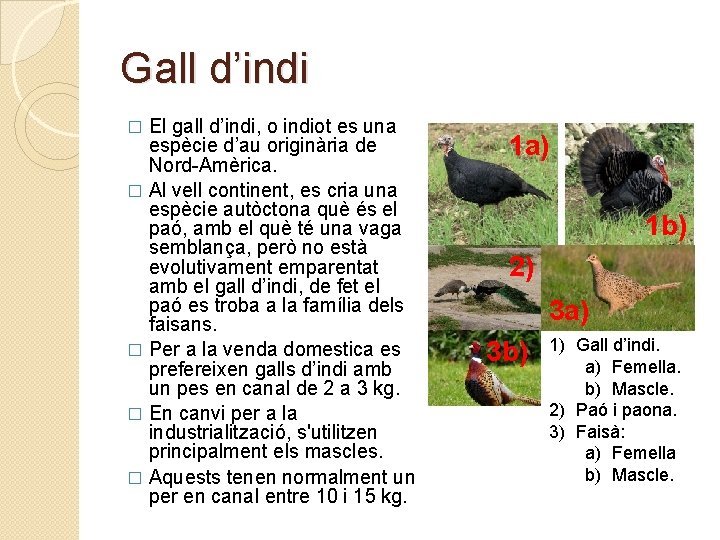 Gall d’indi El gall d’indi, o indiot es una espècie d’au originària de Nord-Amèrica.