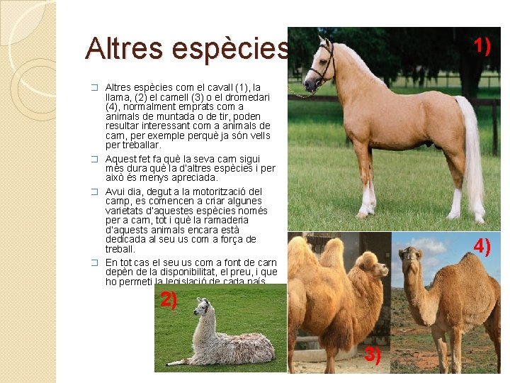 Altres espècies. 1) � Altres espècies com el cavall (1), la llama, (2) el