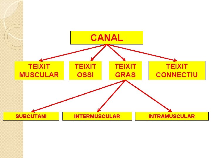 CANAL TEIXIT MUSCULAR SUBCUTANI TEIXIT OSSI TEIXIT GRAS INTERMUSCULAR TEIXIT CONNECTIU INTRAMUSCULAR 