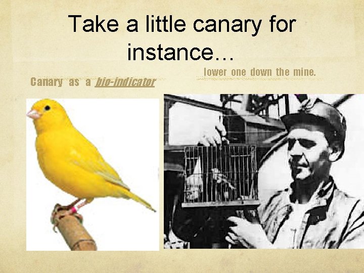 Take a little canary for instance… Canary as a bio-indicator lower one down the