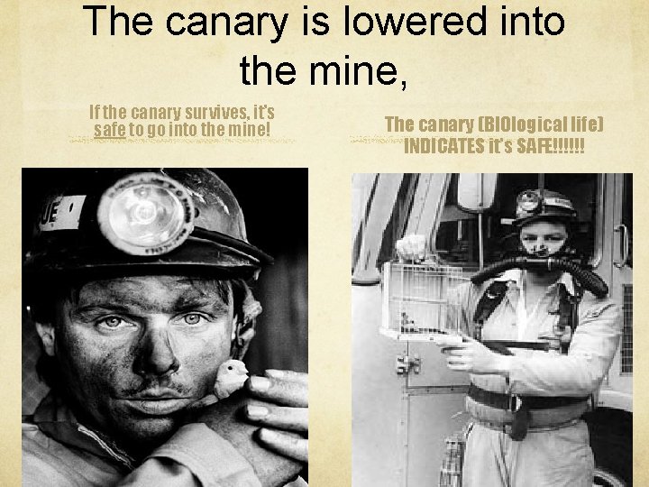 The canary is lowered into the mine, If the canary survives, it’s safe to