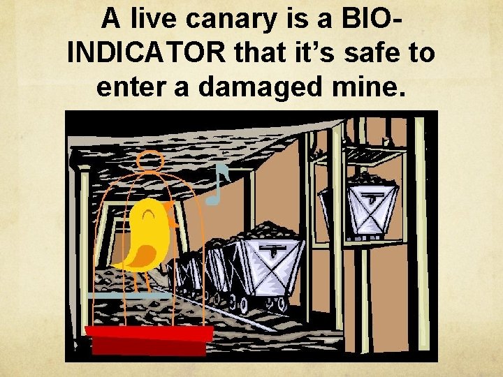 A live canary is a BIOINDICATOR that it’s safe to enter a damaged mine.